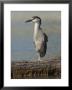 Black Crowned Night Heron Standing On One Leg, Baltimore, Maryland by George Grall Limited Edition Print