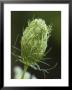 Queen Anne's Lace Unfolds by Stephen Alvarez Limited Edition Print