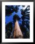 Looking Up At A Giant Sequoia Tree In The Sierras, California by Bill Hatcher Limited Edition Print