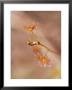 Tall Carnivorous Sundew Flower, Yellingbo Nature Reserve, Australia by Jason Edwards Limited Edition Print