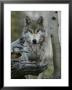 Beautiful Portrait Of A Gray Wolf, Canis Lupus by Jim And Jamie Dutcher Limited Edition Pricing Art Print