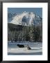 Couple Of Gray Wolves, Canis Lupus, Enjoy A Snowy Mountain Meadow by Jim And Jamie Dutcher Limited Edition Pricing Art Print