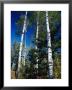 Soaring Aspen Trees In Whiteshell Provincial Park by Raymond Gehman Limited Edition Print