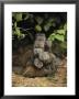 Family Of Mongooses by Mark Ross Limited Edition Print