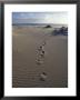 Human Foot Prints Cross A Sand Dune On A Remote Beach by Jason Edwards Limited Edition Print