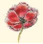 Cerise Poppy by Sophia Flores Limited Edition Print