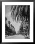 Palm Tree-Lined Street In Beverly Hills by Alfred Eisenstaedt Limited Edition Pricing Art Print
