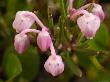 Bog Rosemary Wildflowers, Kongakut River Valley, Arctic National Wildlife Refuge, Alaska, Usa by Dennis Kirkland Limited Edition Pricing Art Print