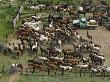 Penned Horses In A Corral After Roundup, Malaga, Washington, Usa by Dennis Kirkland Limited Edition Pricing Art Print