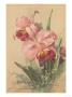 Pink Iris by Elizabeth Garrett Limited Edition Pricing Art Print