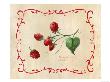 Raspberry by Elizabeth Garrett Limited Edition Print