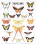 Butterfly Teaching Chart by Deyrolle Limited Edition Print