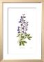 False Indigo by Pamela Stagg Limited Edition Pricing Art Print