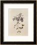 Phlox Reptans by Pierre-Joseph Redouté Limited Edition Pricing Art Print