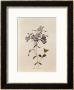 Phlox Reptans by Pierre-Joseph Redoutã© Limited Edition Print