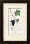 Grape Vine Botanical Plate, Circa 1820 by Pierre Jean Francois Turpin Limited Edition Print