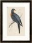 Passenger Pigeon by Reverend Francis O. Morris Limited Edition Print
