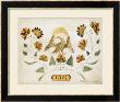 A Watercolor And Ink Drawing Of A Spread Eagle, Dated 1822 by David A. Sheley Limited Edition Print