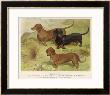 Three Varieties Of Dachshund, Smooth Red And Black-And-Tan by Vero Shaw Limited Edition Print