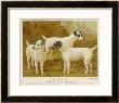 Fox Terriers Rough And Smooth by Vero Shaw Limited Edition Pricing Art Print
