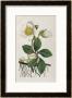 Black Hellebore Or Christmas Rose Used To Cure Mental Afflictions Since 1400 Bc by William Curtis Limited Edition Print