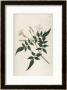 Common Jasmine by William Curtis Limited Edition Pricing Art Print