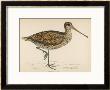 Sabine's Snipe by Reverend Francis O. Morris Limited Edition Pricing Art Print
