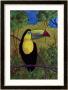 Toucan by John Newcomb Limited Edition Print