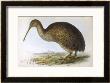 Apteryx Australis (Shaw) From The South Island Of New Zealand by J.E. Gould Limited Edition Pricing Art Print