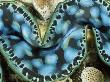 Giant Clam, Close Up Of Mantle, Micronesia by Doug Perrine Limited Edition Print