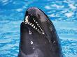 False Killer Whale, Portrait by Doug Perrine Limited Edition Print