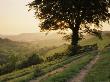 Countryside Near Sidmouth, Devon, Uk by John Miller Limited Edition Print