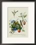 Taylor Birds And Fruit Bearing Convolvuls by J. Forbes Limited Edition Pricing Art Print