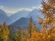 Golden Larches And The Julian Alps From The Mangart Pass, Gorenjska, Slovenia, Europe by Lizzie Shepherd Limited Edition Print