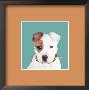 American Staffordshire Terrier Pup by Patti Meador Limited Edition Print