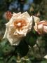 Rosa Catherine Mermet (Tea Rose), 1869 by David Askham Limited Edition Print