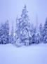 Snow Covered Trees At Dusk, Mount Rainier National Park, Wa by Mark Windom Limited Edition Print