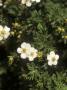 Potentilla Fruticosa Abbotswood Silver (White/Shrubby) by David Askham Limited Edition Print