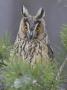 Long-Eared Owl, Portrait Of Adult, Scotland by Mark Hamblin Limited Edition Print