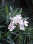 Nerium Oleander Close-Up Of Flowers by Rex Butcher Limited Edition Print