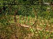 Woven Branch Screen Around Monastery Vegetable Garden Chaumont Garden Festival, France 1999 by Mark Bolton Limited Edition Print