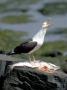 Greater Black-Backed Gull Feeding On Cod, Winter Harbor, Usa by Gustav Verderber Limited Edition Print