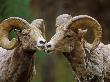 Bighorn Sheep, Two Males, Rocky Mountains, Colorado by David Boag Limited Edition Print