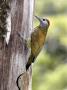 Golden-Olive Woodpecker, Female At Nest-Hole, Monteverde Cloud Forest Preserve, Costa Rica by Michael Fogden Limited Edition Print