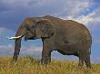 African Elephant by Andy Rouse Limited Edition Print