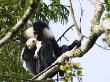 Angola Black And White Colobus Monkeys, With Young, Rwanda by Ariadne Van Zandbergen Limited Edition Print