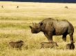 Black Rhinoceros (Diceros Bicornis) And Warthogs (Phacochoerus Africanus), Tanzania by Ariadne Van Zandbergen Limited Edition Print