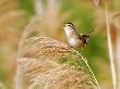 Marsh Wren, Singing, Quebec, Canada by Robert Servranckx Limited Edition Pricing Art Print