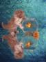 Kitten Trying To Catch Fish In Fish Bowl by Richard Stacks Limited Edition Print