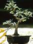 Pruning Small Bonsai With Scissors by Georgia Glynn-Smith Limited Edition Print